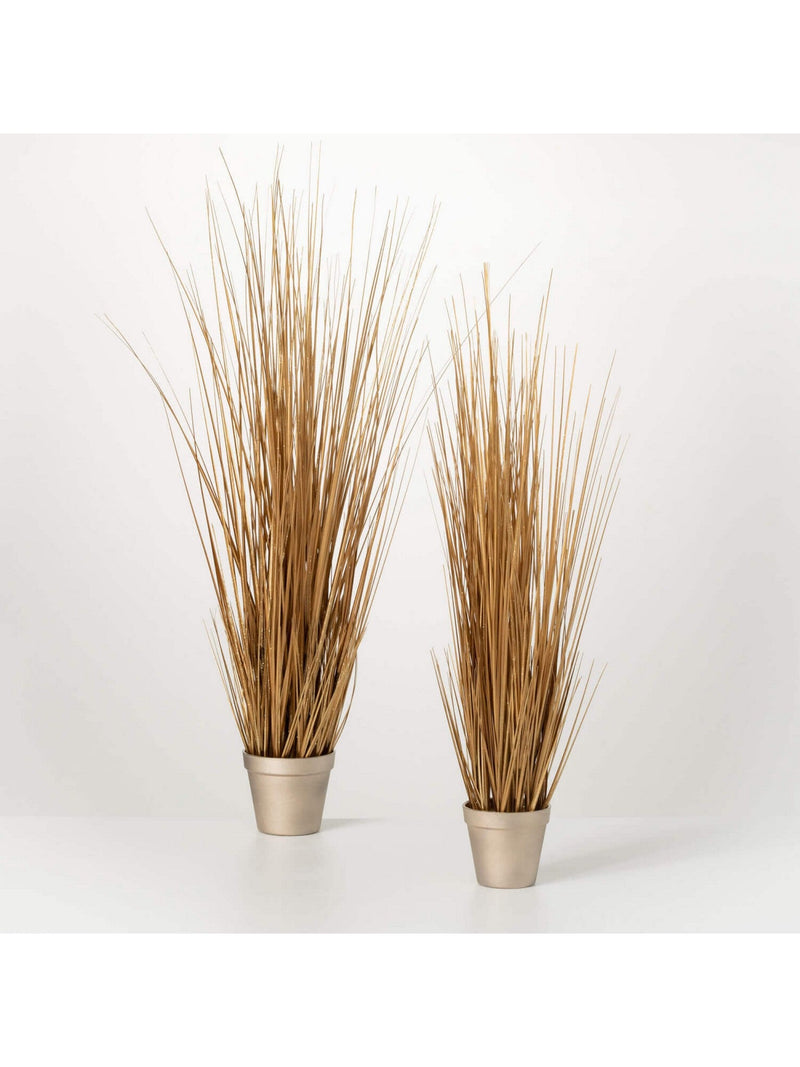 Potted Gold Grass Stem (2 Sizes)